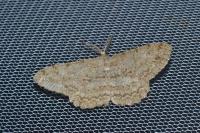Hypomecis punctinalis