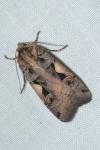 Xestia c-nigrum