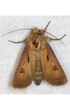 Agrotis exclamationis exclamationis