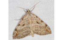 Aplocera plagiata