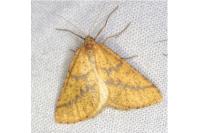 Aspitates ochrearia