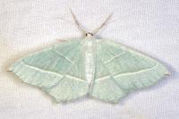 Campaea margaritaria