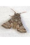 Cleonymia yvanii