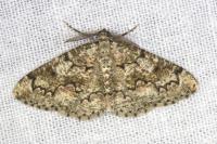 Cleorodes lichenaria