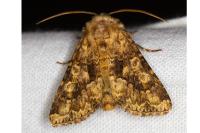Conisania luteago olbiena