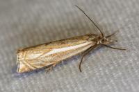 Crambus lathoniellus