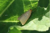 Cybosia mesomella