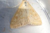 Sitochroa verticalis