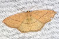 Cyclophora linearia