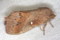 Dendrolimus pini pini