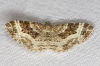 Epirrhoe alternata