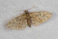 Eupithecia abbreviata/dodoneata