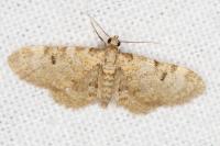 Eupithecia