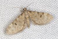 Eupithecia