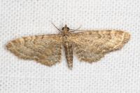 Eupithecia vulgata