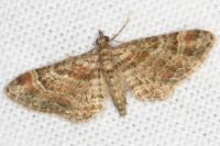 Gymnoscelis rufifasciata
