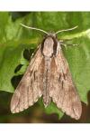 Hyloicus pinastri/maurorum