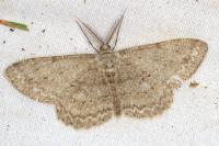 Hypomecis punctinalis
