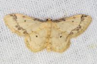 Idaea trigeminata