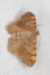 Macaria liturata
