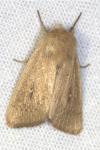 Mythimna sicula