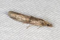 Nephopterix angustella