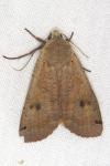 Noctua pronuba