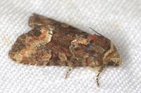 Oligia latruncula