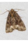 Oligia