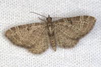 Pasiphila chloerata