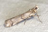 Pempelia palumbella