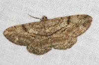 Peribatodes rhomboidaria rhomboidaria