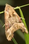 Phlogophora meticulosa
