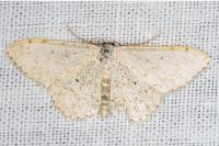 Scopula marginepunctata