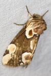 Thyatira batis