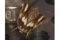 Tyta luctuosa