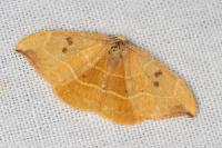 Watsonalla binaria