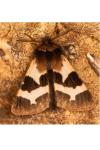 Watsonarctia deserta