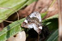 Acontia lucida