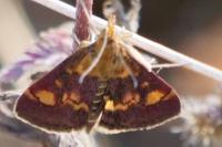 Pyrausta aurata