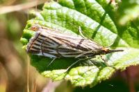 Chrysocramboides craterellus