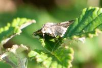 Epirrhoe rivata
