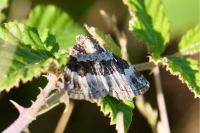Epirrhoe rivata