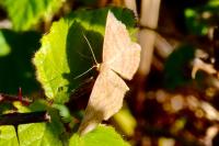 Idaea ochrata