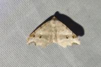 Macaria alternata