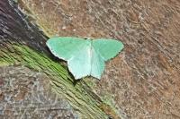 Hemithea aestivaria