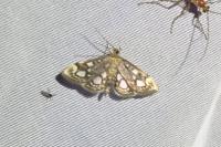 Anania coronata