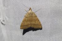 Herminia tarsicrinalis