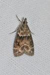 Eudonia mercurella