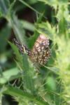 Chiasmia clathrata